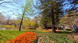 Tulips from the yearly Tulip Festival held at the Showa Kinen Park in Tokyo, Japan. The festival is being held from early to mid-April.