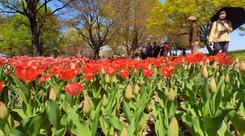 Tulips from the yearly Tulip Festival held at the Showa Kinen Park in Tokyo, Japan. The festival is being held from early to mid-April.