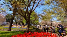 Tulips from the yearly Tulip Festival held at the Showa Kinen Park in Tokyo, Japan. The festival is being held from early to mid-April.