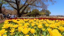 Tulips from the yearly Tulip Festival held at the Showa Kinen Park in Tokyo, Japan. The festival is being held from early to mid-April.