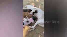 Orphaned baby pig joins puppies to suck milk on mama dog