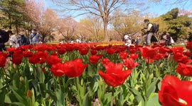 Tulips from the yearly Tulip Festival held at the Showa Kinen Park in Tokyo, Japan. The festival is being held from early to mid-April.
