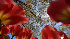 Tulips from the yearly Tulip Festival held at the Showa Kinen Park in Tokyo, Japan. The festival is being held from early to mid-April.