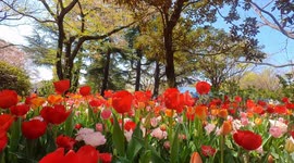 Tulips from the yearly Tulip Festival held at the Showa Kinen Park in Tokyo, Japan. The festival is being held from early to mid-April.