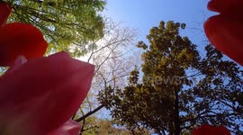 Tulips from the yearly Tulip Festival held at the Showa Kinen Park in Tokyo, Japan. The festival is being held from early to mid-April.