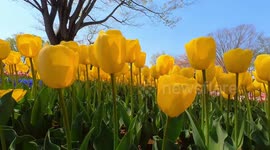 Tulips from the yearly Tulip Festival held at the Showa Kinen Park in Tokyo, Japan. The festival is being held from early to mid-April.