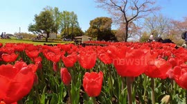 Tulips from the yearly Tulip Festival held at the Showa Kinen Park in Tokyo, Japan. The festival is being held from early to mid-April.