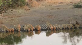 Rare moment pride of lions drink all together from pond in African wild is captured on camera