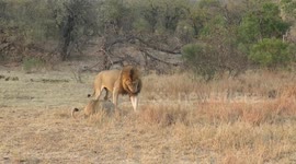 Mane man: male lions scuffle over lionness