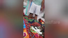 The village of people were playing with a baby cat