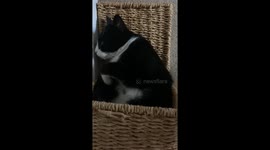 Cats sleep in the most unusual places and reminds me of a cat in a box
