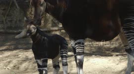 What Exactly Is an Okapi and What Animal is it Related To?