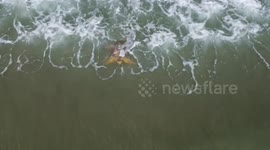 Rescued loggerhead sea turtles released into water