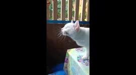 He tries to catch a dragon fly and I caught her acting like shes talking to it.