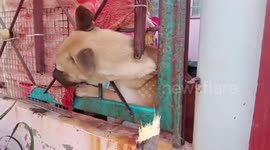 Rescuers free pet dog stuck in metal fence 'after trying to follow its owner out of house' in Thailand