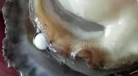 Three genuine pearls found inside an oyster three days in a row