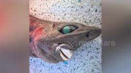 Mystery shark with sharp overbite and large bulging eyes caught by fisherman in Australia