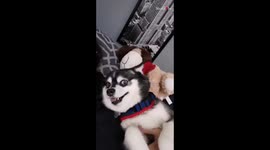 Adorable dog channels her inner dolphin