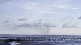 Photographer captures mesmerising sight of thousands of Norfolk wader birds