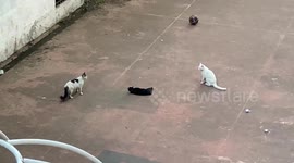 Two contenders battling for the prize, view of a cat life fragment