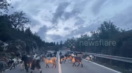 Goats herd and two goats head-fighting in the middle of the road