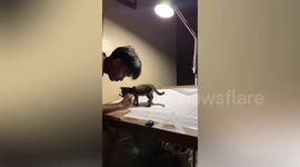 Nosy pet cat watches architectural student draw his design for school project