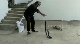 Indian snake catcher casually removes venomous cobra from local's home