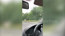 Bizarre moment motorist spots an ALPACA along a dual-carriageway