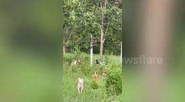 Wild monitor lizard climbs up tree to escape pack of fierce guard dogs