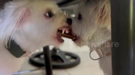 Hungry pet dogs locked in standoff over last doggie treat
