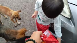 Kind-hearted 4-year-old toddler enjoys feeding stray dogs with his dad