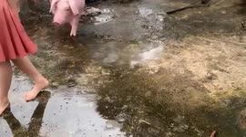 Woman moves dozens of pigs to upper floors to save them from raging floods