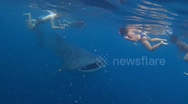Tourists swim with largest shark alive on planet today