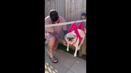 Anxious pug going all crazy in her hammock while owner tries to cut her nails