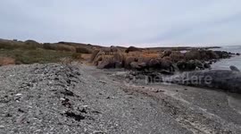 At least 14 male sperm whales have been found beached on King Island off the north-west coast of Tasmania