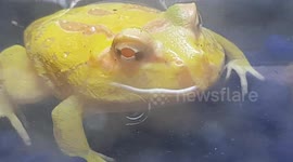 Frog was bright yellow colour and a spectacular sight to see this species