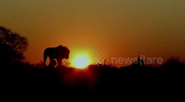 Wildlife videographer captures stunning silhouette of lion as sun sets on South Africa