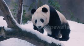 Chillin: Pandas enjoy snow day at San Diego Zoo