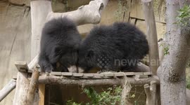 Sloth Bears Are Adorable, Especially When They’re Young!