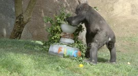Gorillas tuck into icy treats made for them by San Diego Zoo keepers