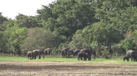 100 more elephants came to kalawewa lake after long time. good time to see tuskers in sri lanka.