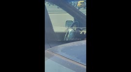 Bird in mirror attempts entering the portal or fights him self.
