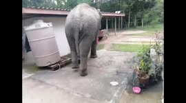 Angry wild elephant attacks village to steal food as terrified villagers flee in Thailand