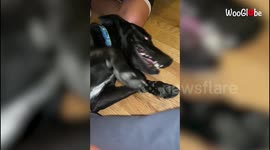 Dog has ADORABLE reaction to meeting her family after a WHOLE YEAR!