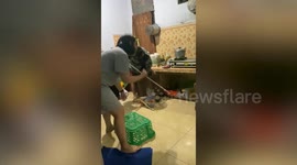 Frantic students shout and jump while catching large rat that raided their dorm