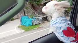 Playful pet dogs stick their heads out car window to enjoy breeze during road trip