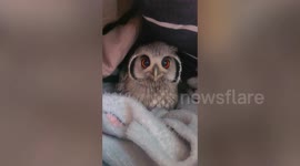 Gentle pet baby owl sweetly flashes beautiful eyes at loving owner