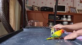Adorable pet parrot pedals tiny bike for treats