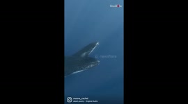 Diver waves to humpback whales... and GETS A WAVE IN RETURN!