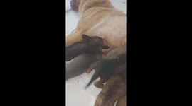 The abandoned kitten is taken care of by the mother dog and breastfed with the puppies
